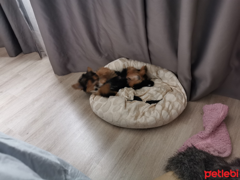 Yorkshire Terrier, Köpek  Olive fotoğrafı