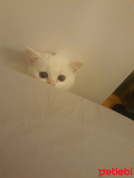 British Shorthair, Kedi  Ponçik fotoğrafı