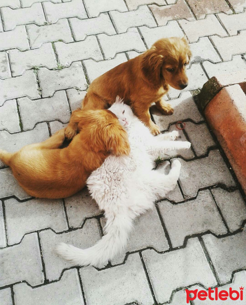 Golden Retriever, Köpek  Pera fotoğrafı