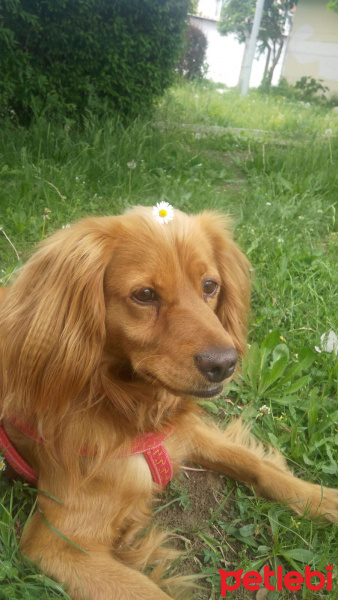 Golden Retriever, Köpek  Pera fotoğrafı