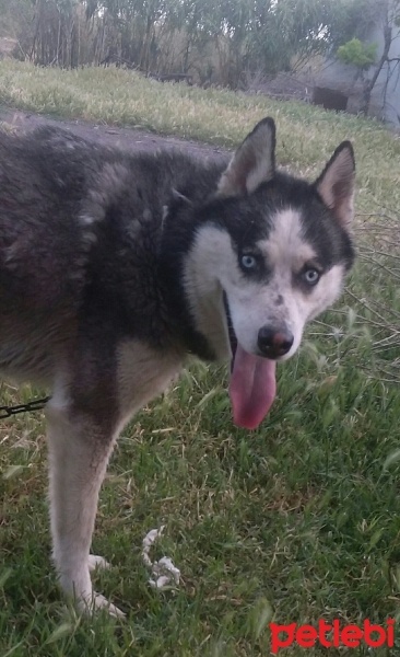 Sibirya Kurdu (Husky), Köpek  Alex fotoğrafı