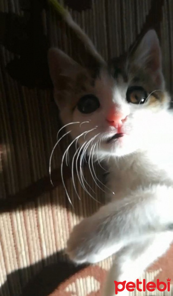 Tekir Kedi, Kedi  Luna fotoğrafı