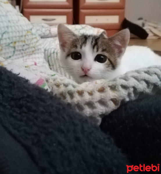 Tekir Kedi, Kedi  Luna fotoğrafı
