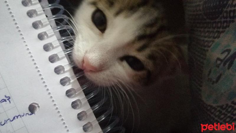 Tekir Kedi, Kedi  Luna fotoğrafı