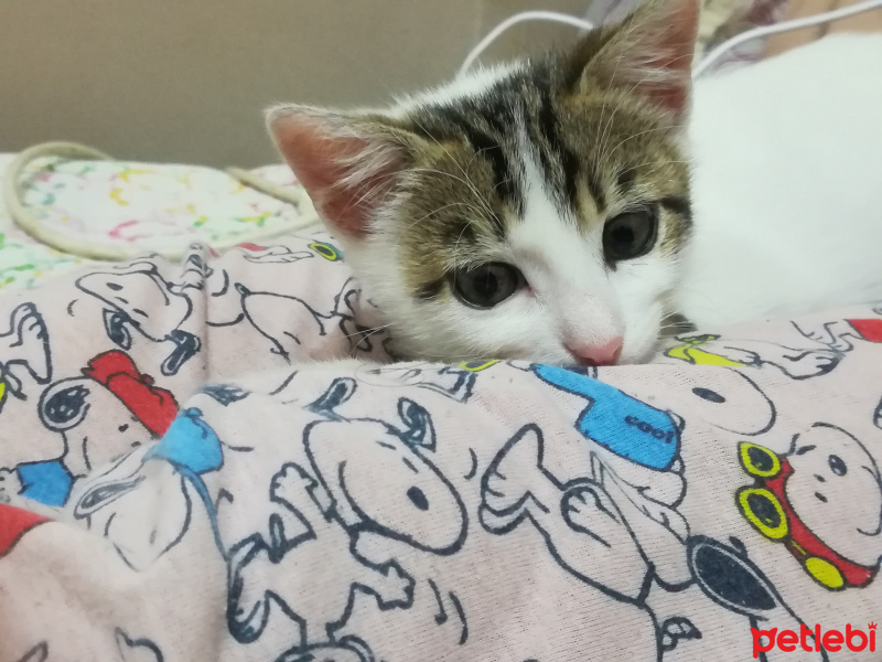 Tekir Kedi, Kedi  Luna fotoğrafı