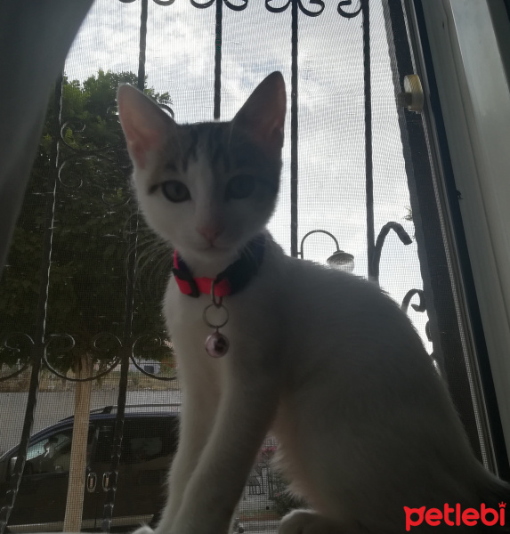 Tekir Kedi, Kedi  Luna fotoğrafı