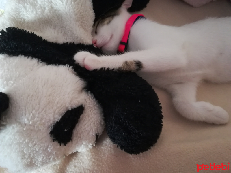 Tekir Kedi, Kedi  Luna fotoğrafı