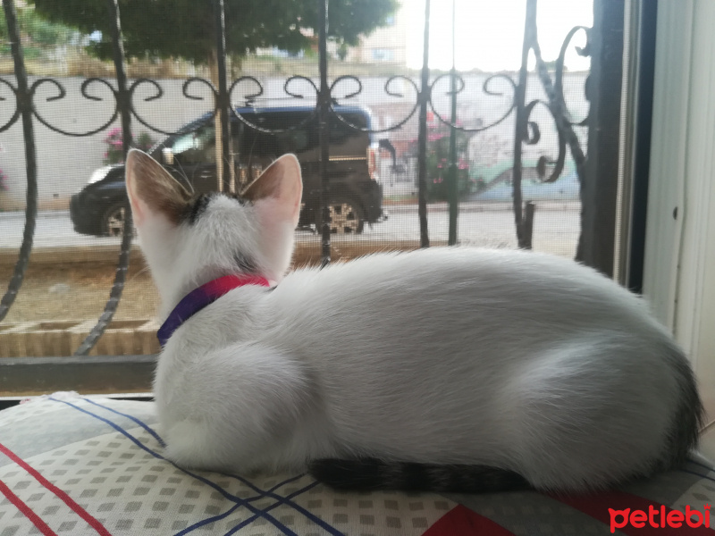 Tekir Kedi, Kedi  Luna fotoğrafı