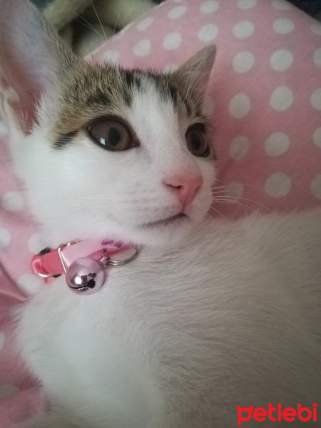 Tekir Kedi, Kedi  Luna fotoğrafı