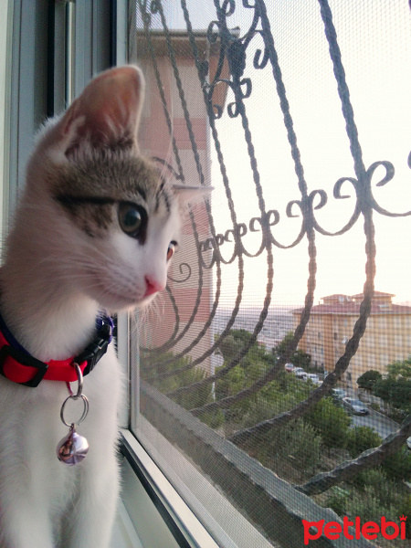 Tekir Kedi, Kedi  Luna fotoğrafı