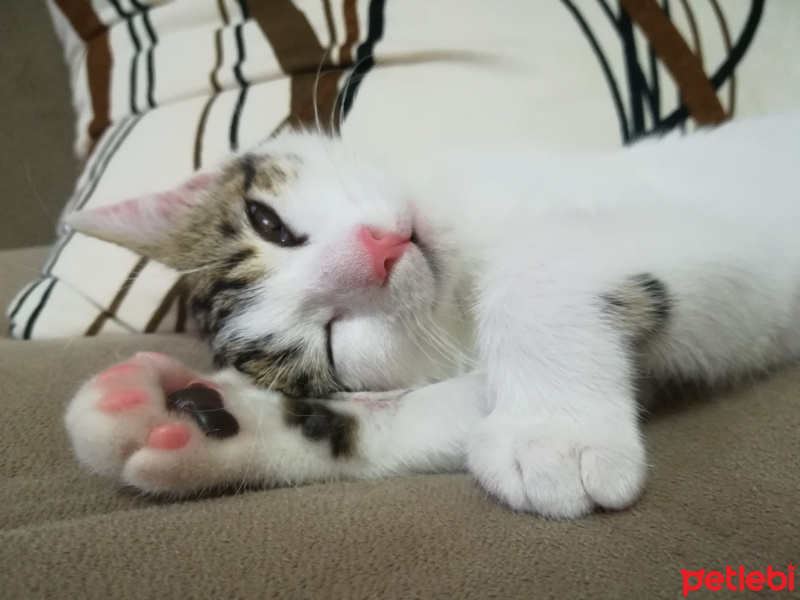 Tekir Kedi, Kedi  Luna fotoğrafı