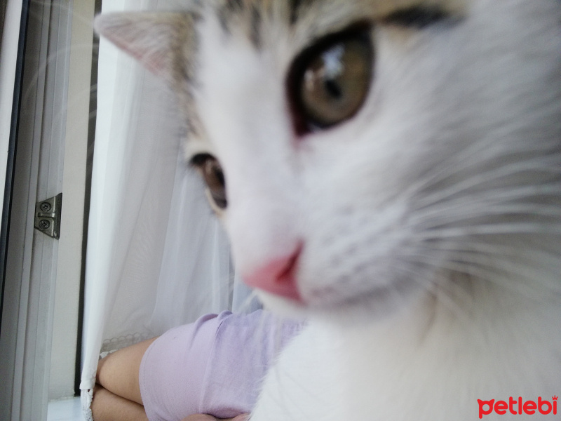 Tekir Kedi, Kedi  Luna fotoğrafı