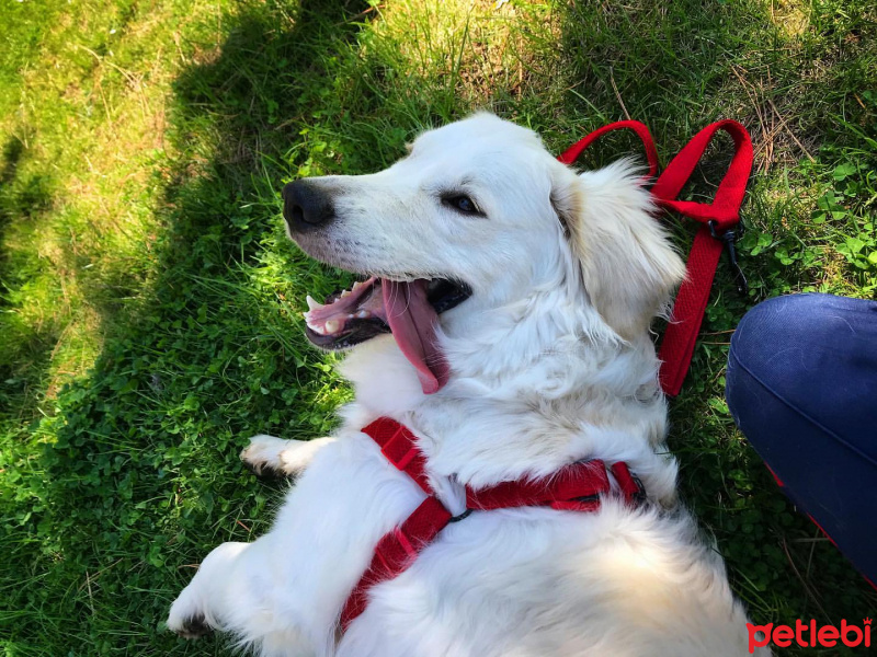 Golden Retriever, Köpek  Dobby fotoğrafı
