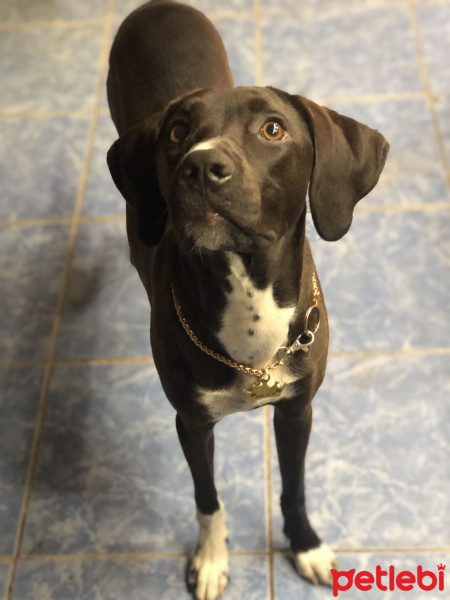 Labrador Retriever, Köpek  Arya fotoğrafı