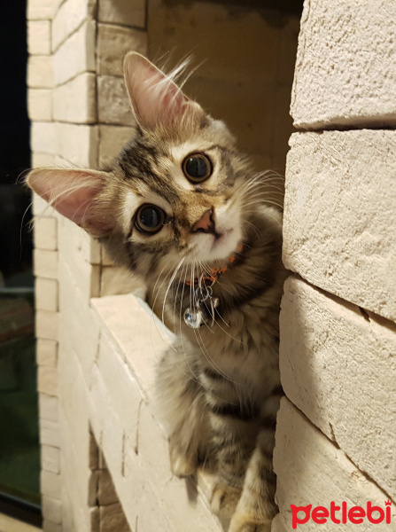 Tekir Kedi, Kedi  Missy fotoğrafı