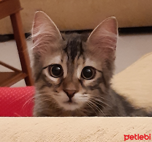 Tekir Kedi, Kedi  Missy fotoğrafı