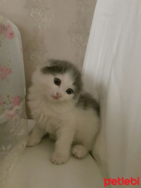 Scottish Fold, Kedi  Mimi  fotoğrafı