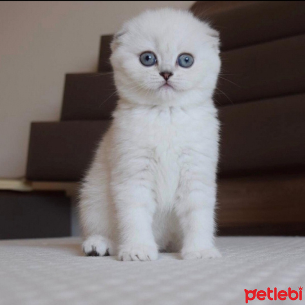 Scottish Fold, Kedi  Yekta fotoğrafı