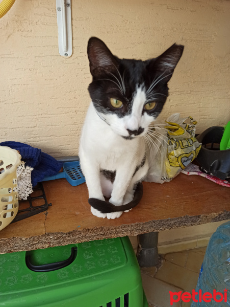 Tuxedo (Smokin) Kedi, Kedi  Çakıl fotoğrafı