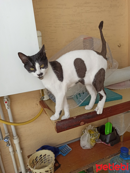 Tuxedo (Smokin) Kedi, Kedi  Çakıl fotoğrafı