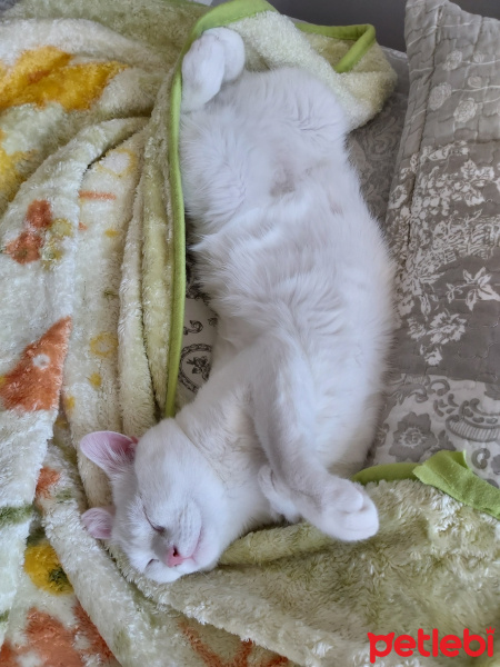 British Shorthair, Kedi  Bulut fotoğrafı