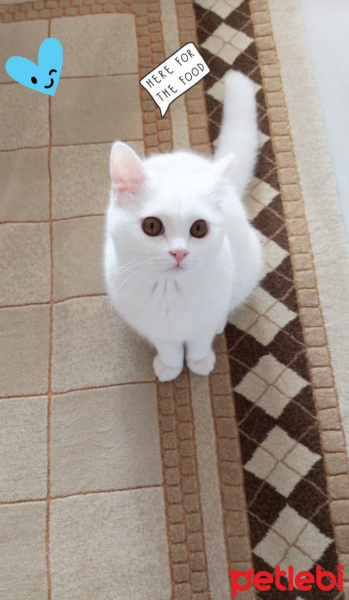 British Shorthair, Kedi  Bulut fotoğrafı