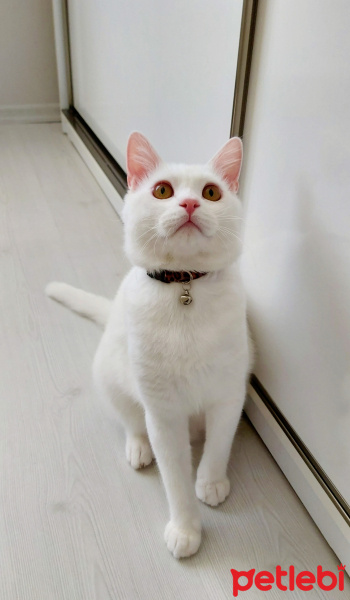 British Shorthair, Kedi  Bulut fotoğrafı