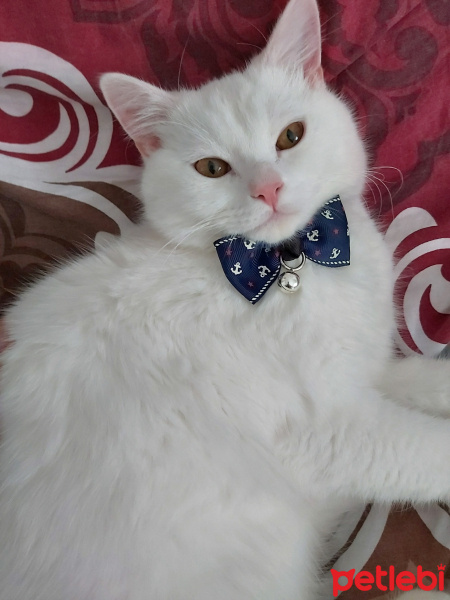 British Shorthair, Kedi  Bulut fotoğrafı