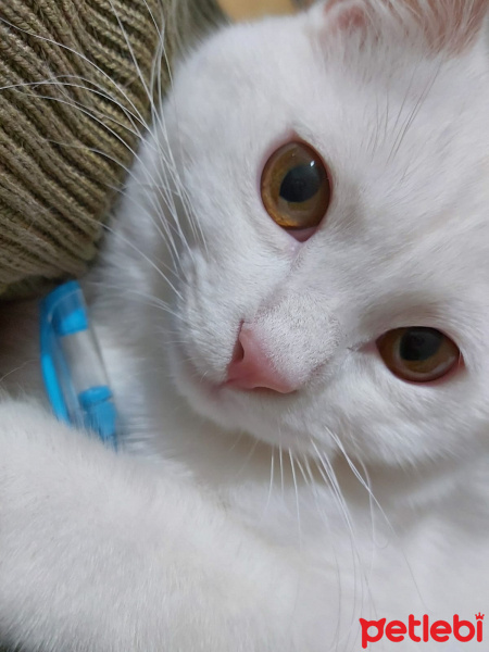British Shorthair, Kedi  Bulut fotoğrafı