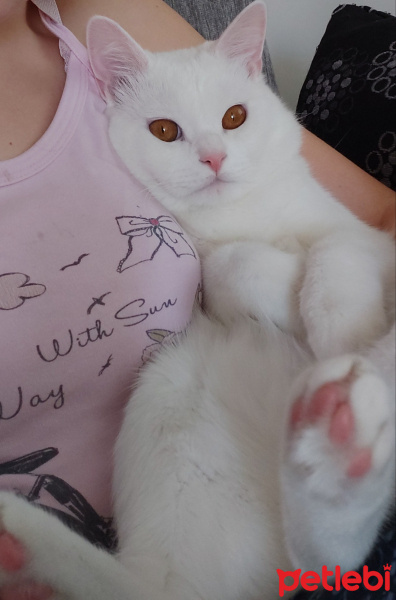 British Shorthair, Kedi  Bulut fotoğrafı
