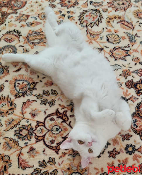 British Shorthair, Kedi  Bulut fotoğrafı