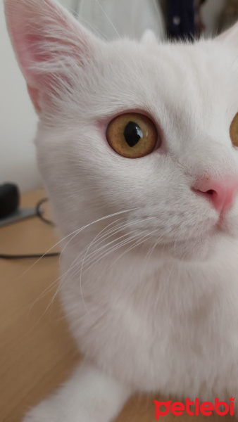 British Shorthair, Kedi  Bulut fotoğrafı