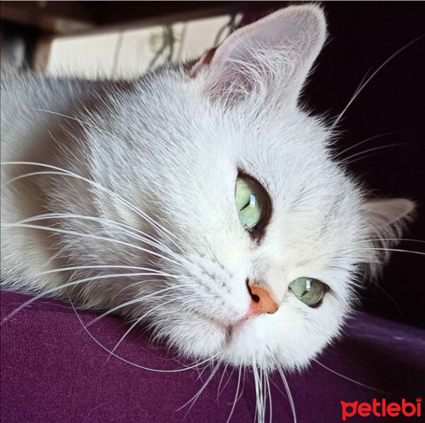 British Shorthair, Kedi  derin fotoğrafı