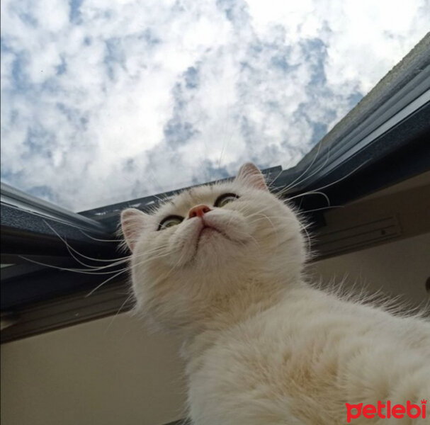 British Shorthair, Kedi  derin fotoğrafı