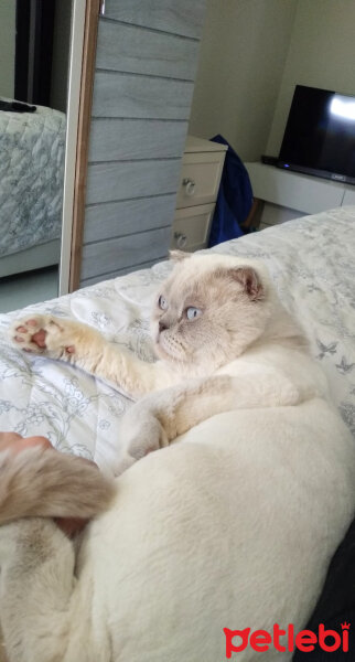 Scottish Fold, Kedi  Bıdık fotoğrafı