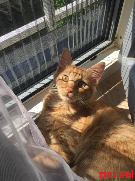 Sarman, Kedi  Bal fotoğrafı