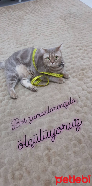 British Shorthair, Kedi  Pera fotoğrafı