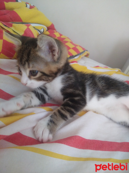 Tekir Kedi, Kedi  Haydar fotoğrafı