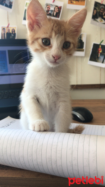 Sarman, Kedi  Simba fotoğrafı