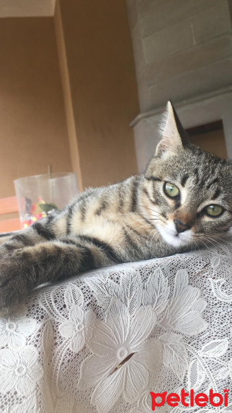 Tekir Kedi, Kedi  Kestane fotoğrafı