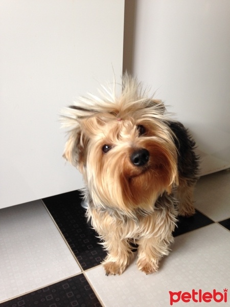 Yorkshire Terrier, Köpek  Kaju fotoğrafı
