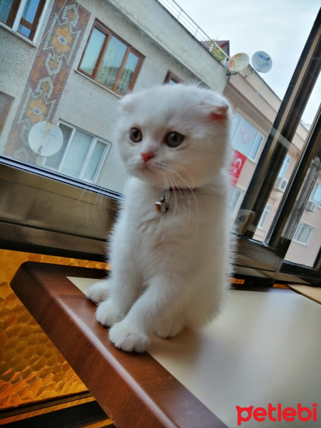 Scottish Fold, Kedi  Köpük fotoğrafı