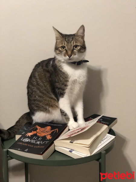 Tekir Kedi, Kedi  Malibu fotoğrafı