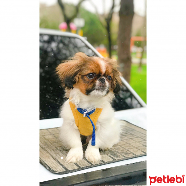 Pekingese, Köpek  Papi fotoğrafı