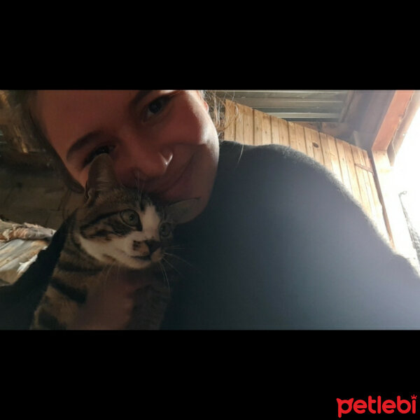 Tekir Kedi, Kedi  Kara kız fotoğrafı