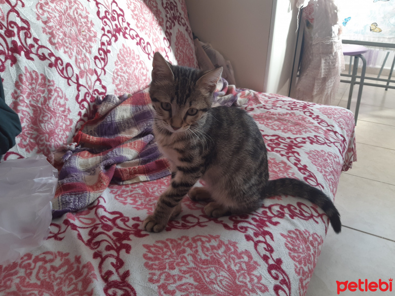 Tekir Kedi, Kedi  Rıfkı fotoğrafı