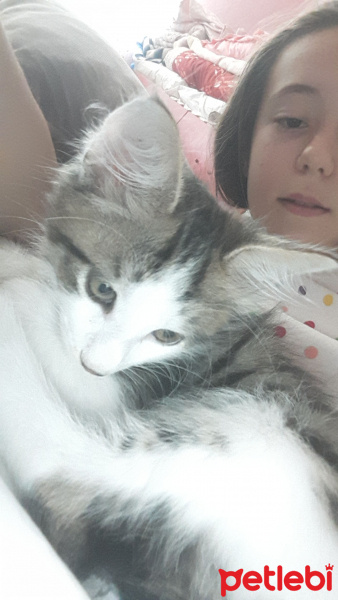 Brazilian Shorthair, Kedi  YUMAK fotoğrafı