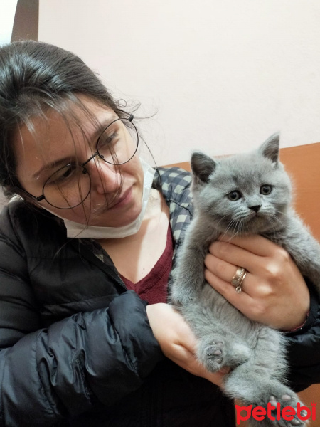British Shorthair, Kedi  Narkoz fotoğrafı
