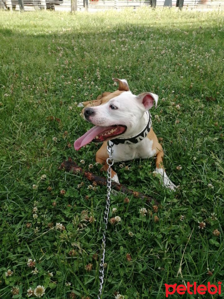 Amerikan Staffordshire Terrier, Köpek  Şans fotoğrafı