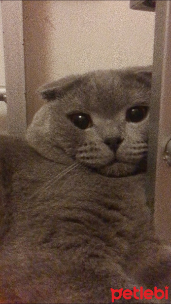 Scottish Fold, Kedi  Kadife fotoğrafı
